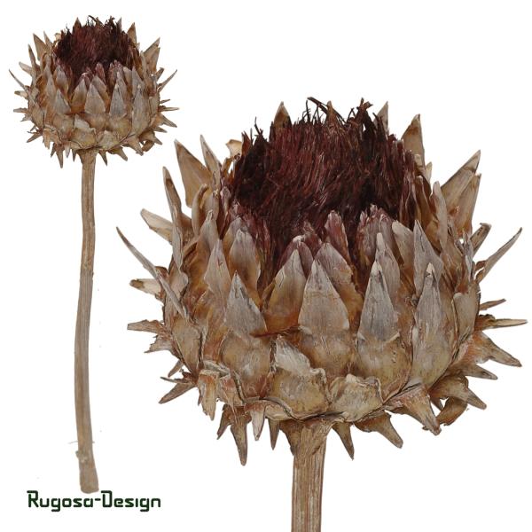 Cynara Flower, orange/raureif